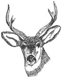 Deer head picture